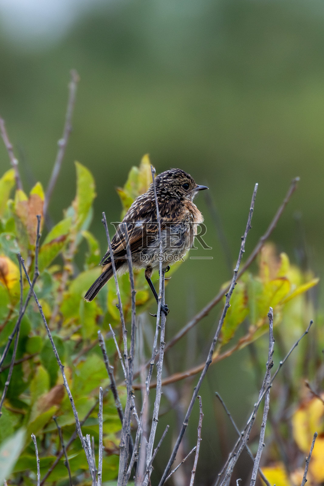 石鹊（Saxicola rubicola），分布于欧洲的开阔草原和沿海地区照片摄影图片
