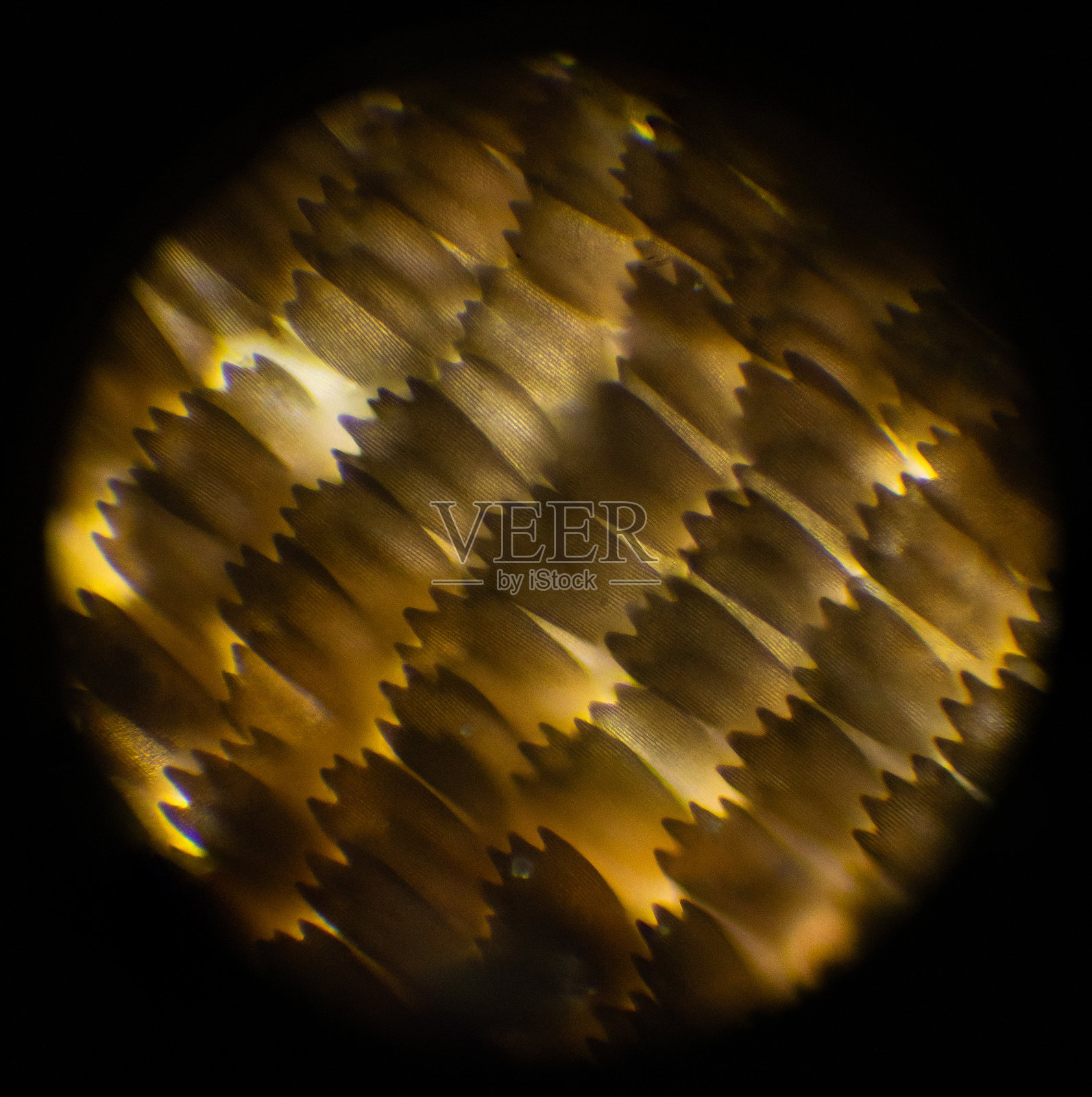 显微镜下的蝴蝶翅膀鳞片照片摄影图片