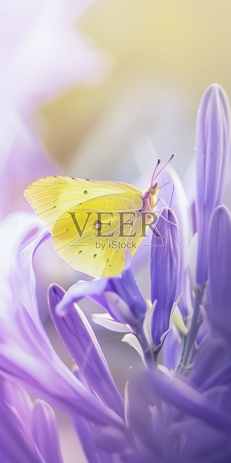 黄色蝴蝶停在野花的紫色花瓣上。微距摄影。浅景深。照片摄影图片