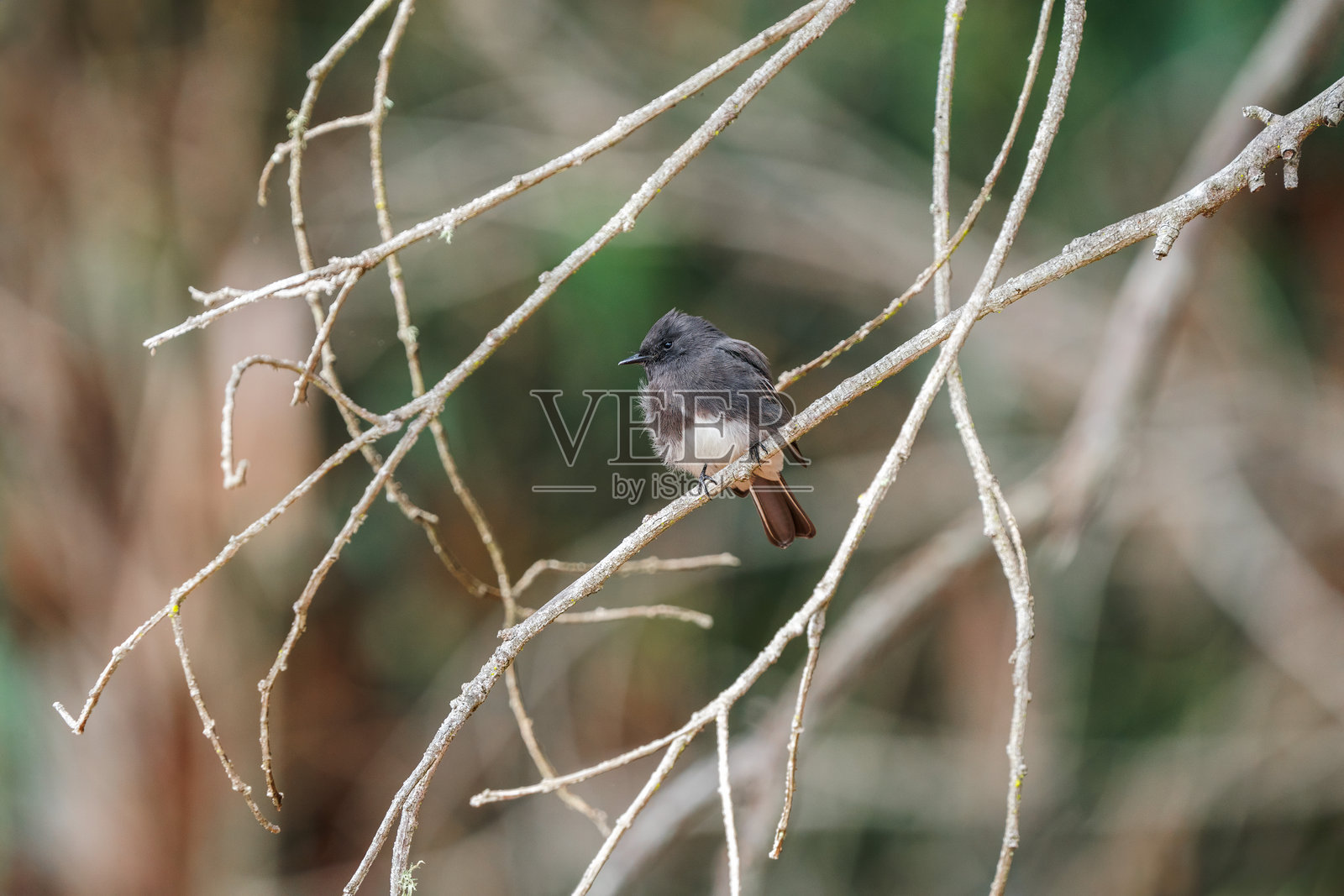 黑色菲比鸟 (Sayornis nigricans)照片摄影图片