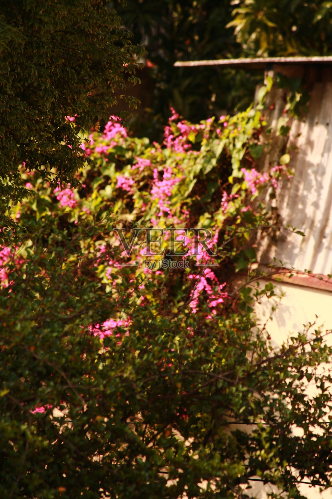 模糊的粉花树图像照片摄影图片