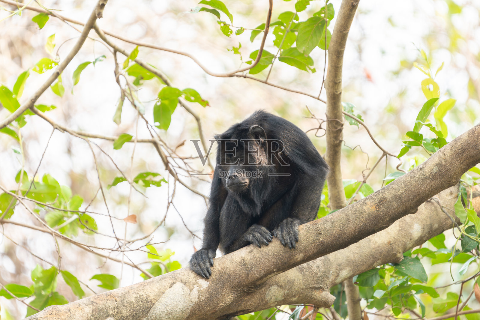 黑猩猩猴在树枝上休息照片摄影图片