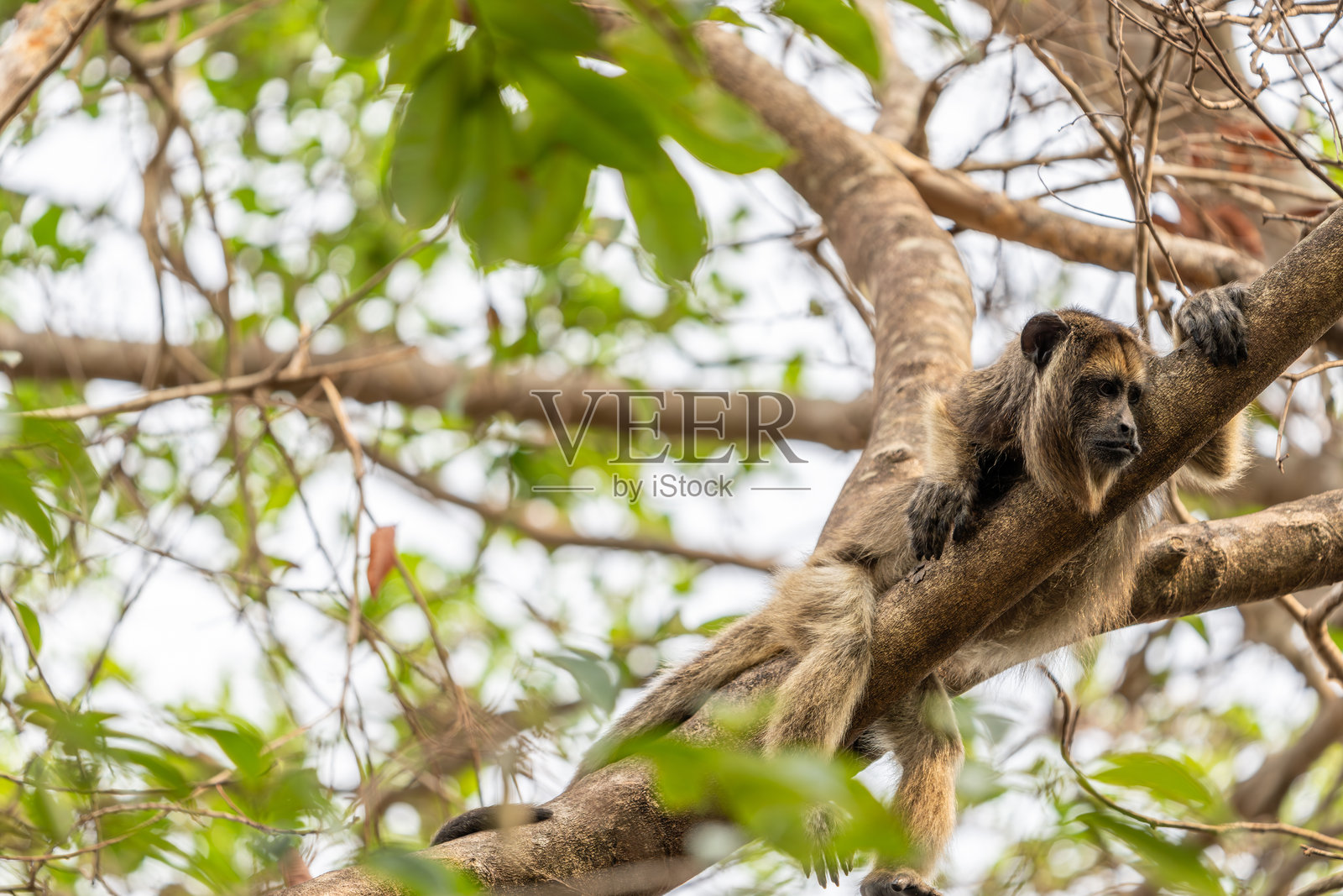 黑色和金色的吼猴在树上向下看照片摄影图片