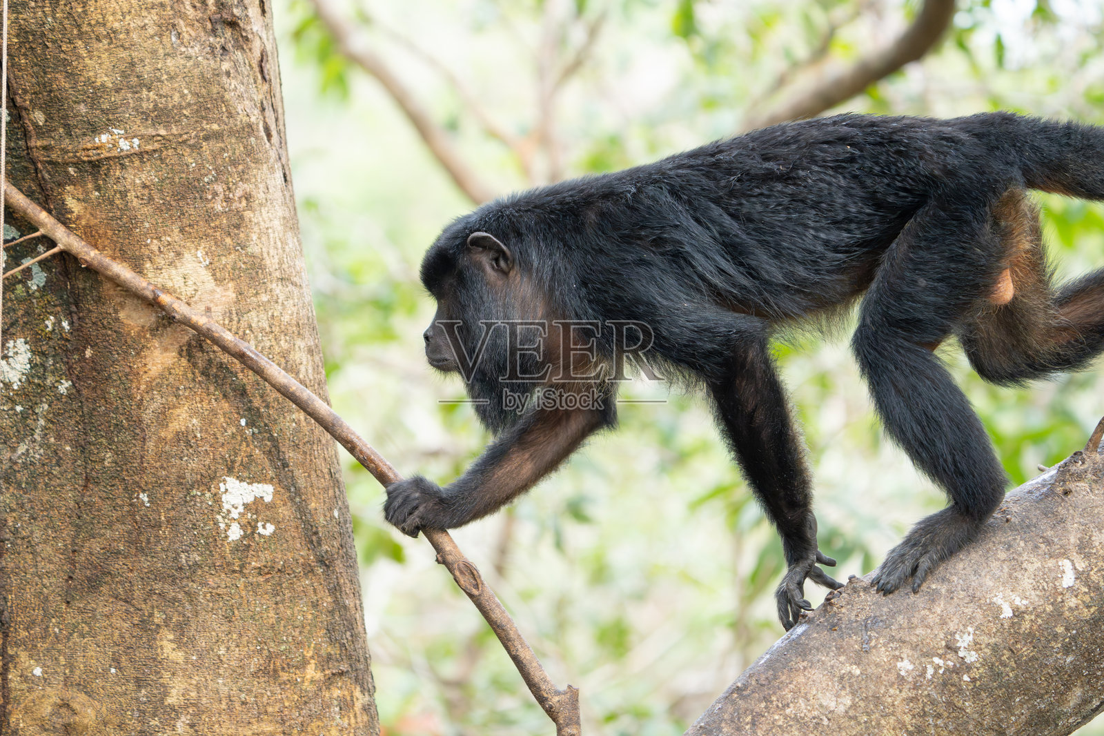 黑猩猩猴在树上攀爬照片摄影图片