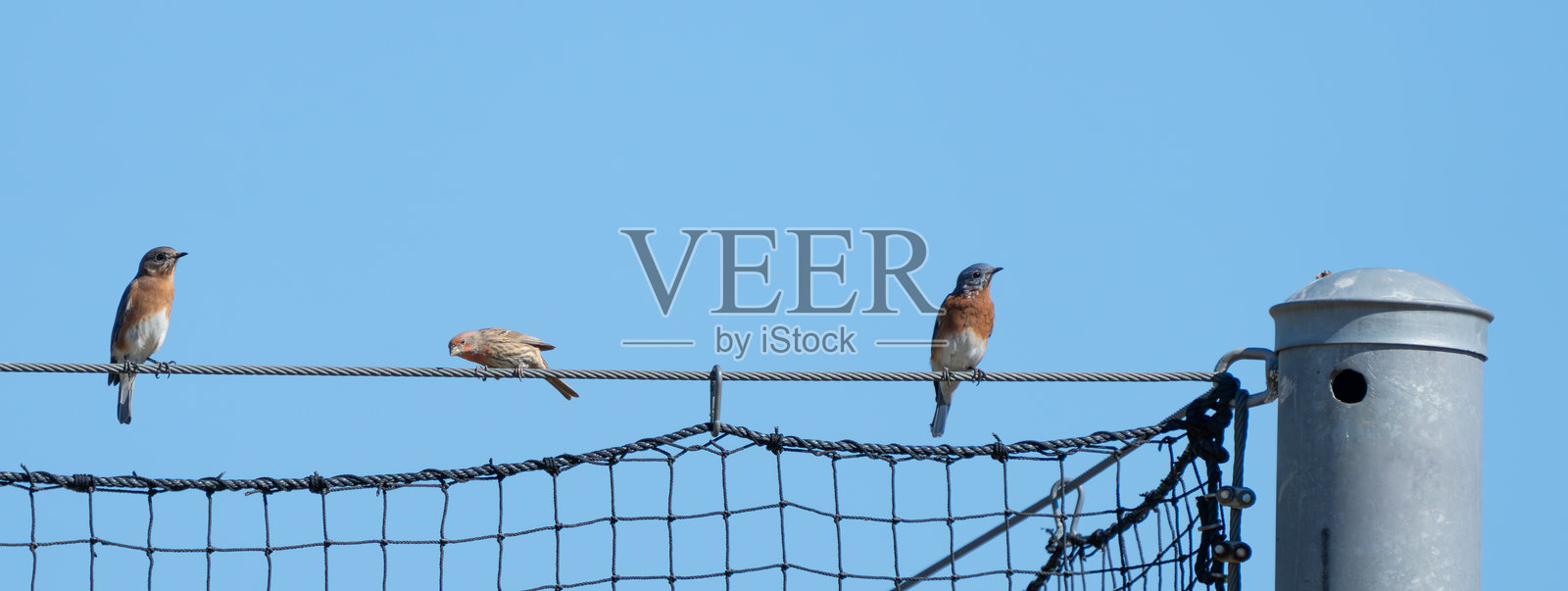 东部蓝鸟栖息在棒球场围栏上照片摄影图片