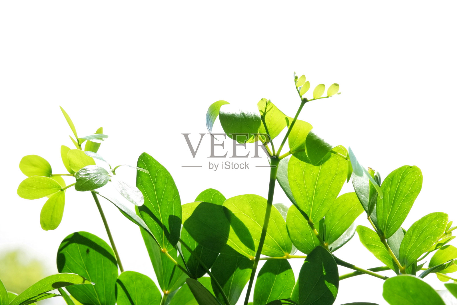 一株带叶子分枝的植物，背景为白色孤立。照片摄影图片