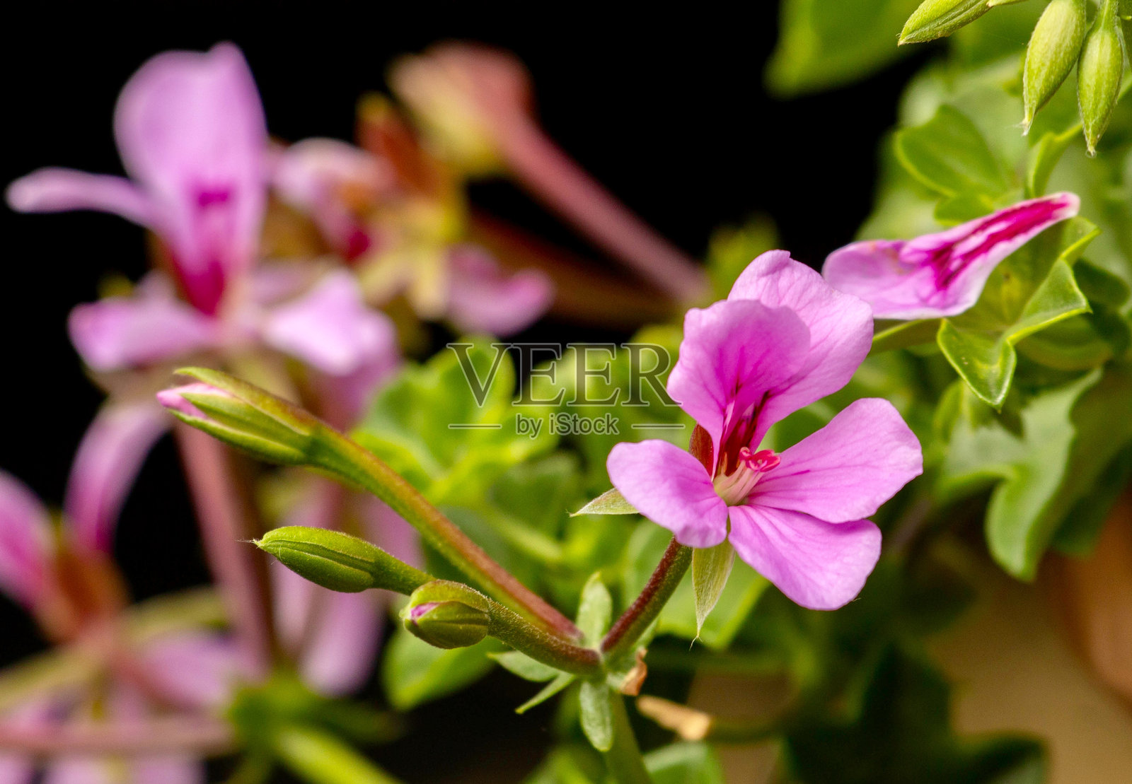 浅景深的粉色天竺葵花照片摄影图片