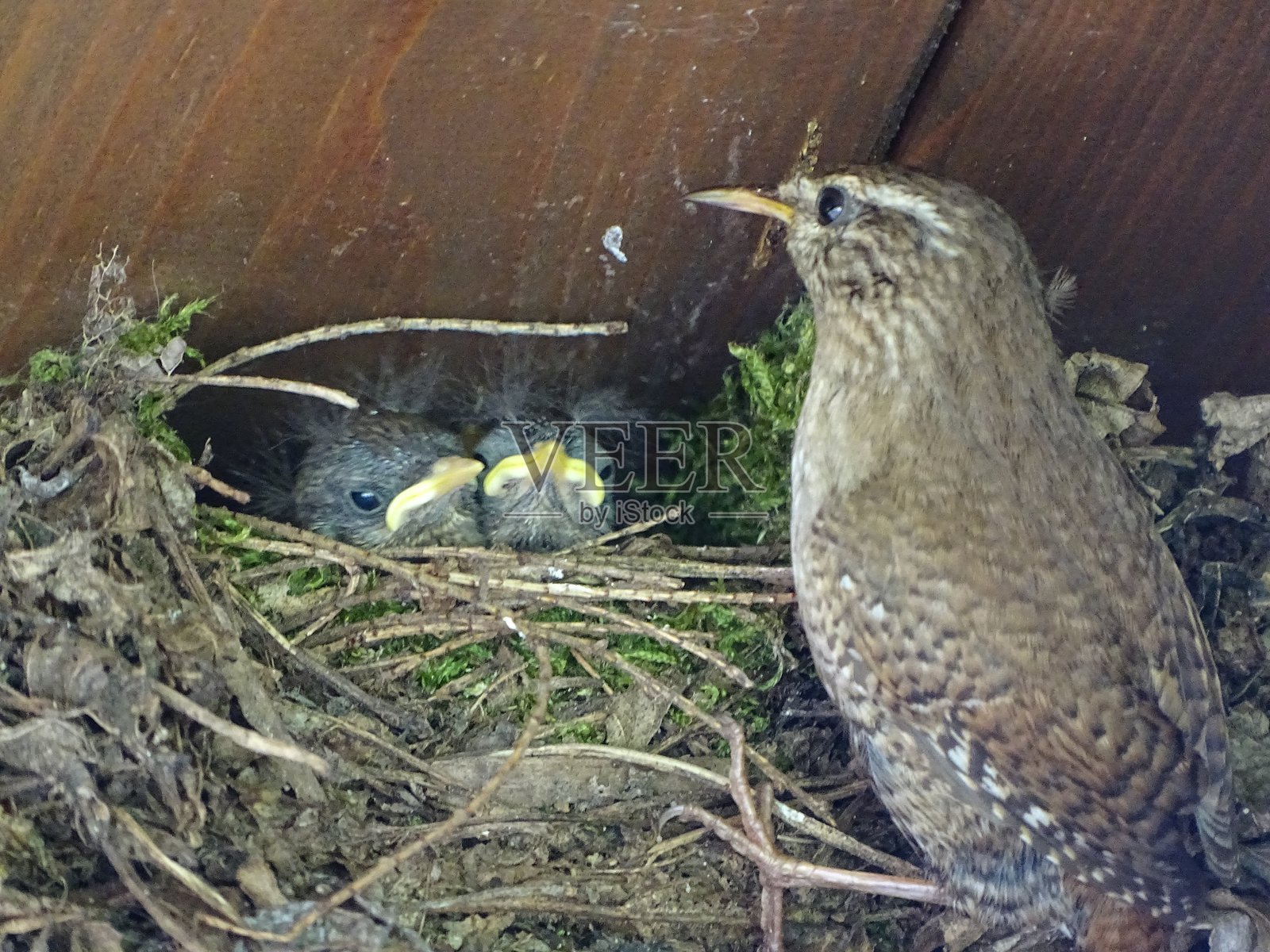鹪鹩在半洞穴中喂养幼鸟照片摄影图片