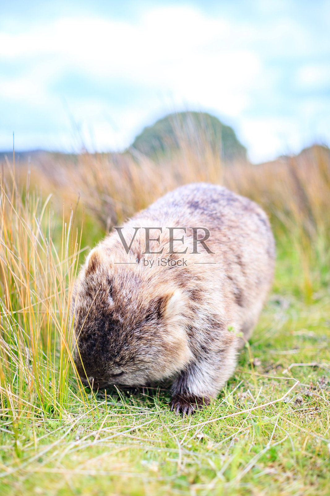 温柔的巨人：一只在吃草的袋熊特写照片摄影图片