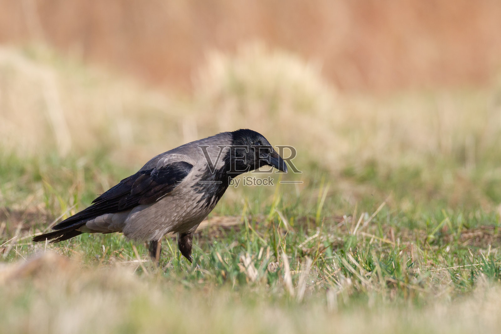鸟 - 帽子乌鸦（Corvus cornix）在波兰欧洲的春季草地上照片摄影图片
