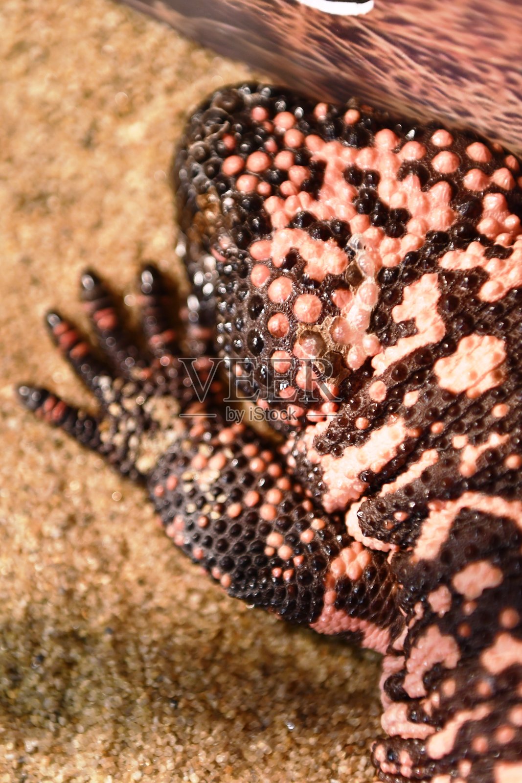 异域蜥蜴照片摄影图片