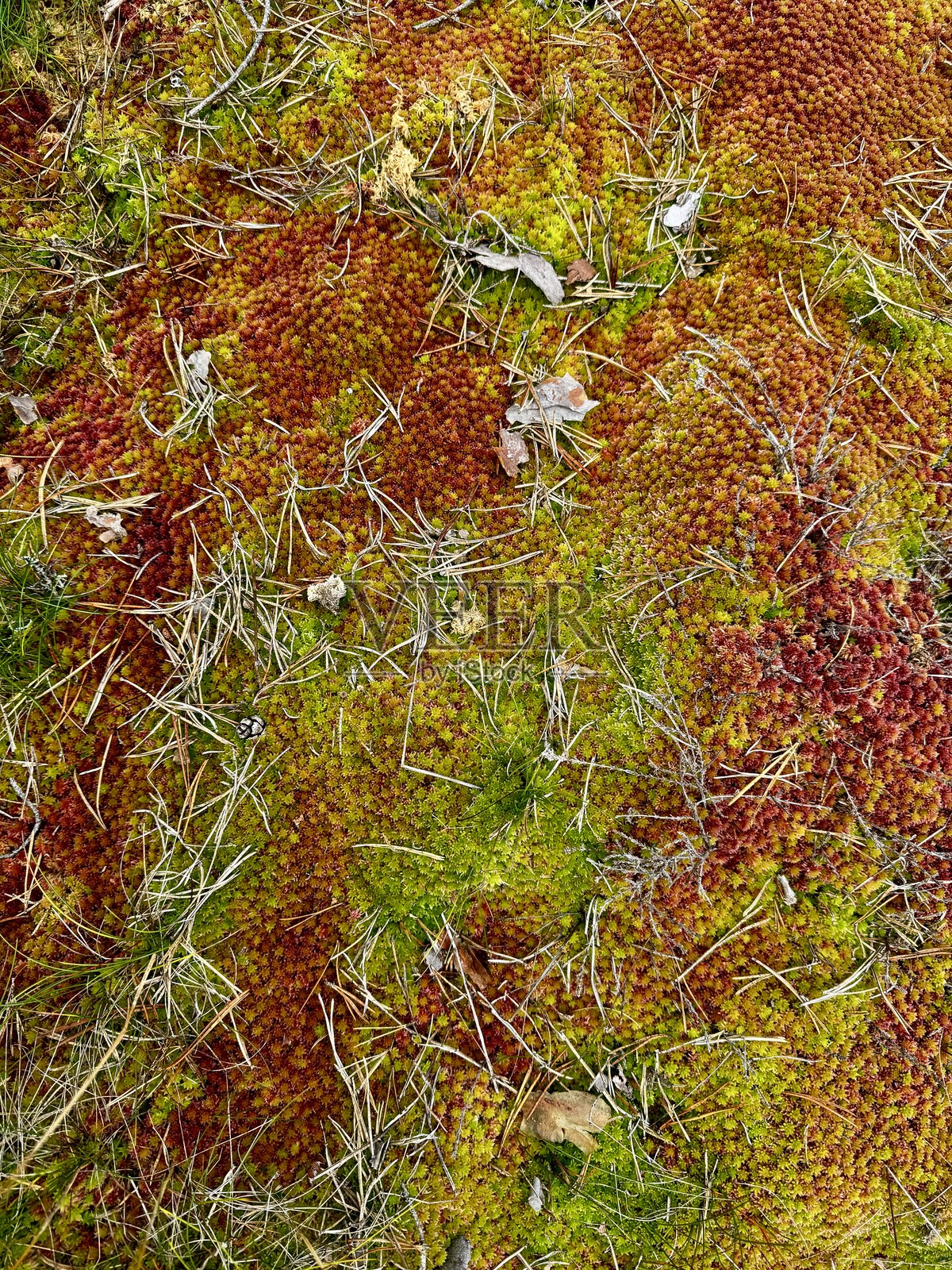 一幅由绿色、橙色和红色的泥炭苔藓和驯鹿苔组成的马赛克，展现了秋季森林地面覆盖物的丰富色彩。照片摄影图片