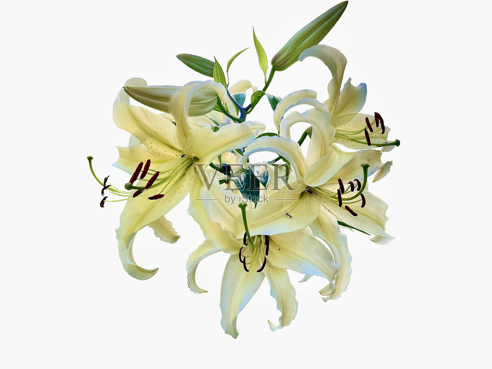 孤立在白色背景上的黄虎百合，Lilium lancifolium，拥有鲜艳的黄色花瓣和复杂的棕色斑点，象征着独特性。照片摄影图片