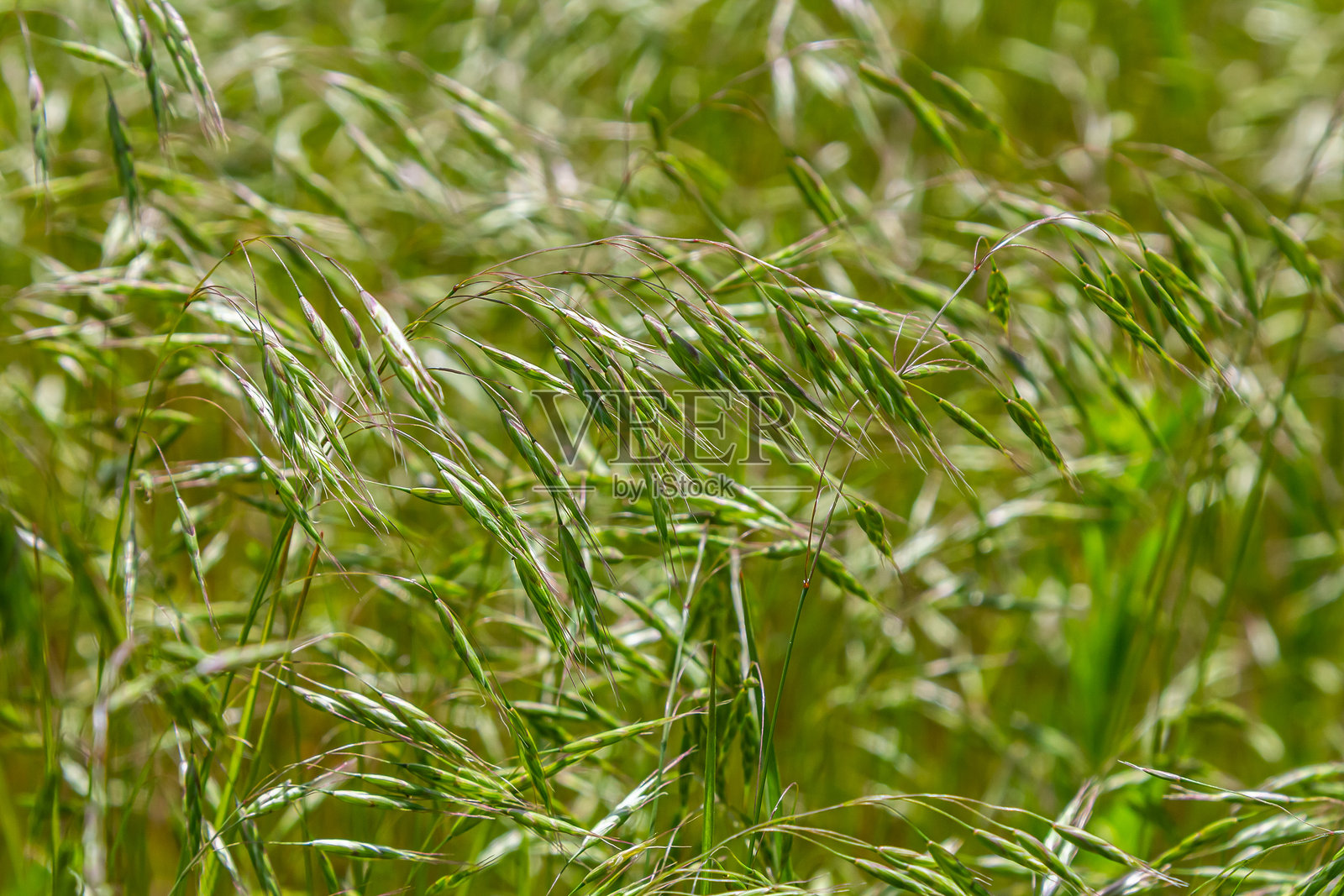 模糊背景中的黑麦草种子头。黑麦草是一个大型草本植物属，归类为黑麦草族。它们通常被称为黑麦草、黑麦草类、欺骗草或棋草。照片摄影图片