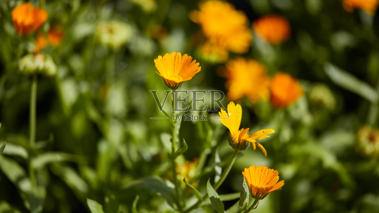 带有新鲜露珠的黄色金盏花，周围环绕着绿色叶子和模糊的花卉背景。照片摄影图片