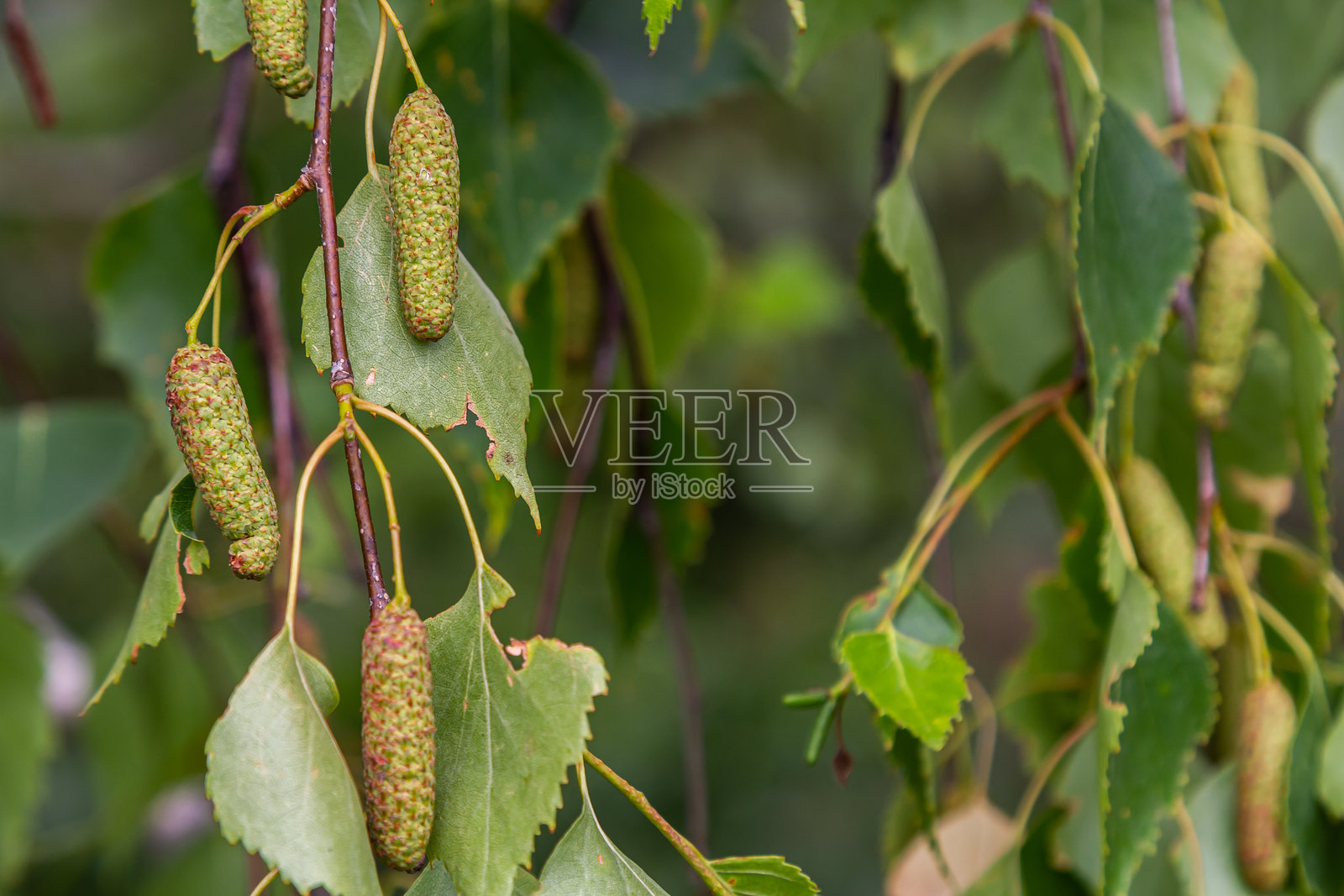 夏季背景，阳光照耀下的白桦树枝和耳环。绿色的白桦树叶与悬挂的耳环。照片摄影图片