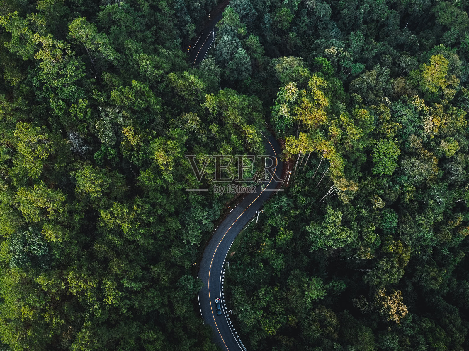 森林中树木间的道路俯视图照片摄影图片
