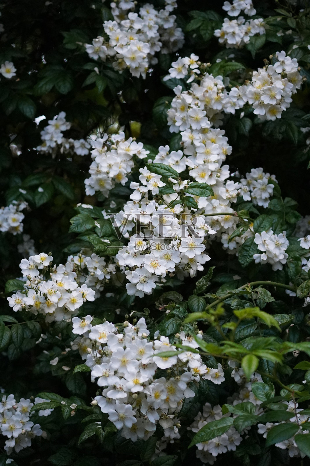 多花玫瑰照片摄影图片