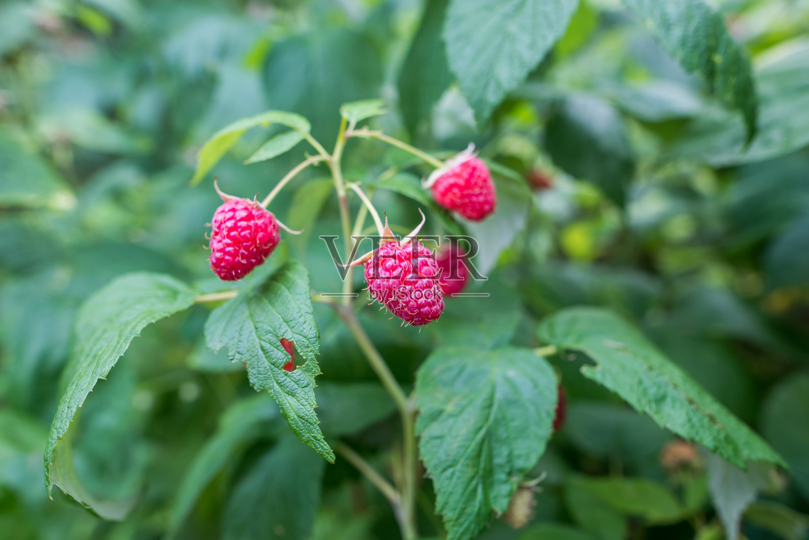 成熟的覆盆子在灌木丛上。花园里的红色覆盆子，特写。花园里一小枝成熟的覆盆子。果园中覆盆子灌木上生长的红色甜浆果。照片摄影图片