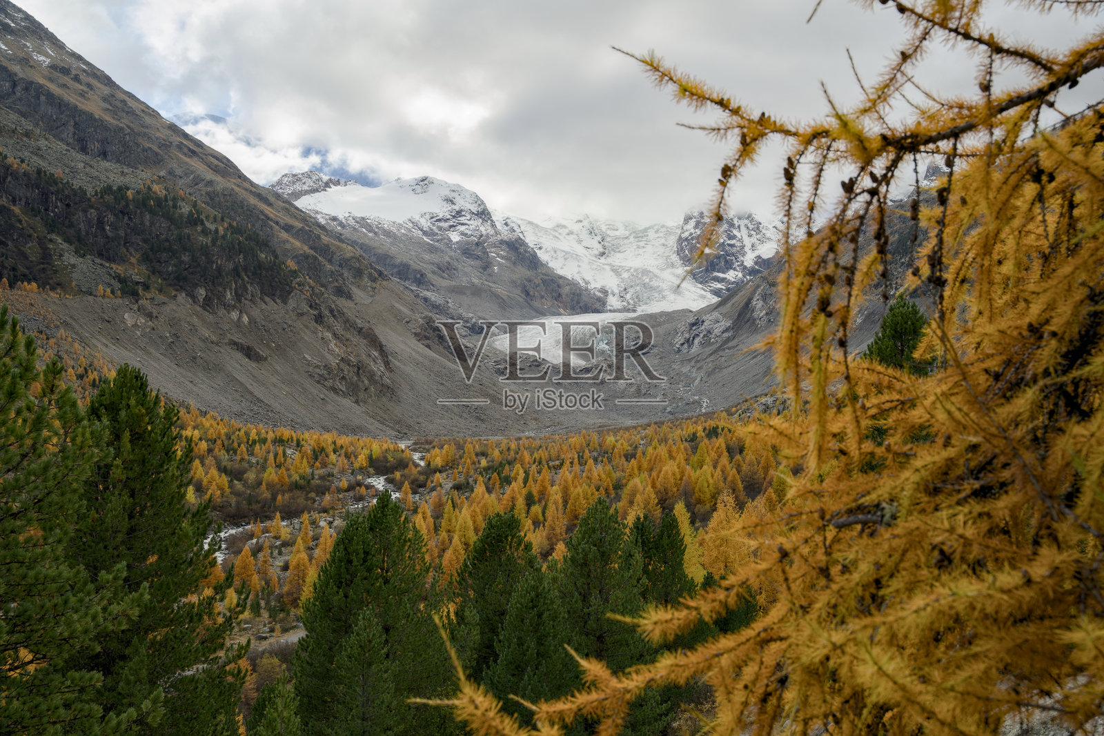 莫尔特拉茨谷的秋天：金黄色的印度夏季树木，周围环绕着贝尔尼纳山脉和远处雄伟的冰川。照片摄影图片