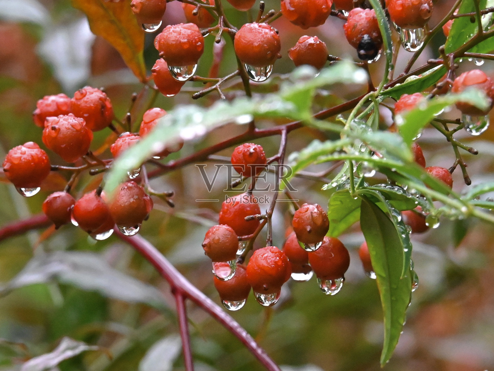 东京上野公园的雨滴照片摄影图片