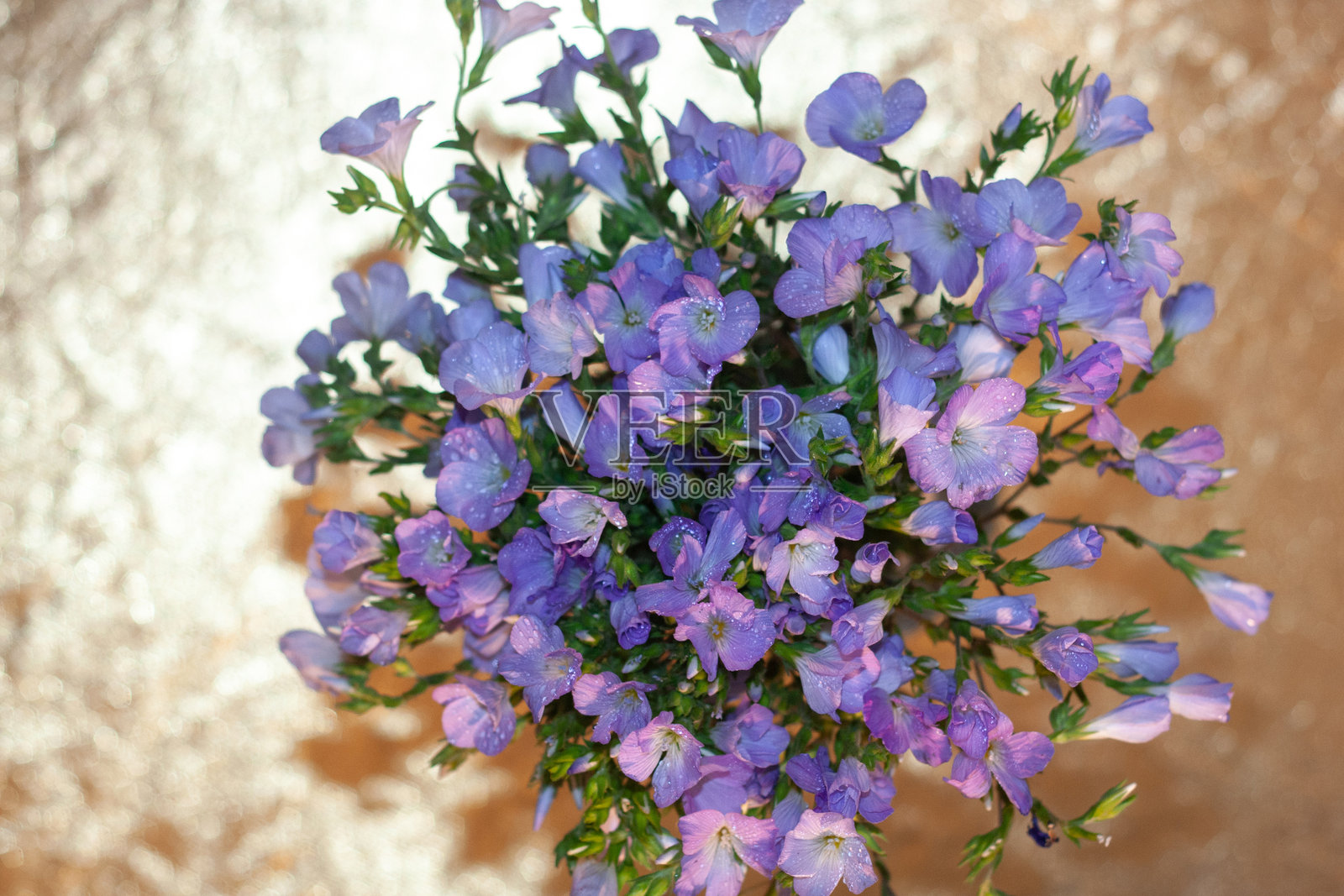 美丽的紫丁香和黄色花朵照片摄影图片