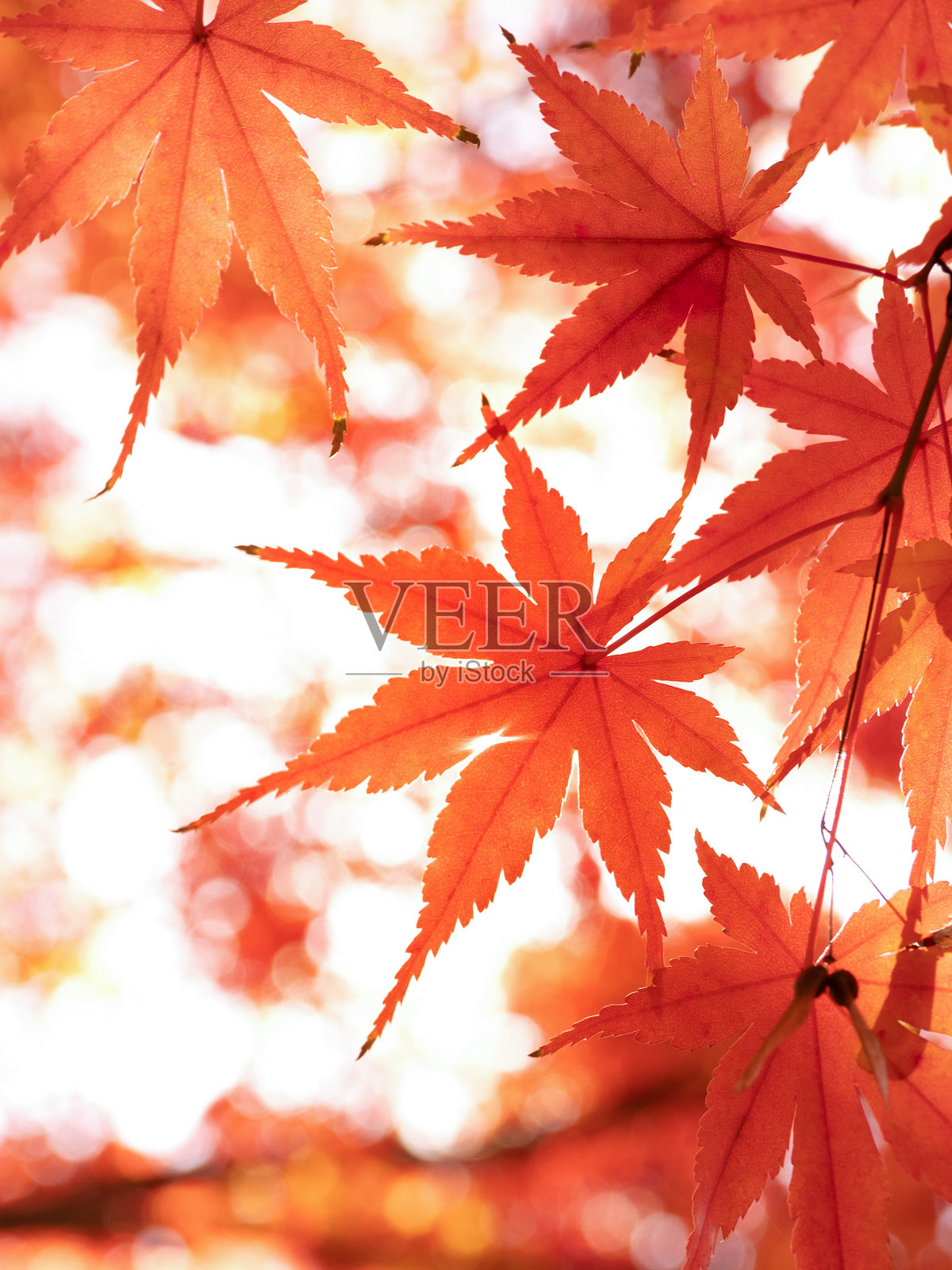 红叶枫树的树枝照片摄影图片