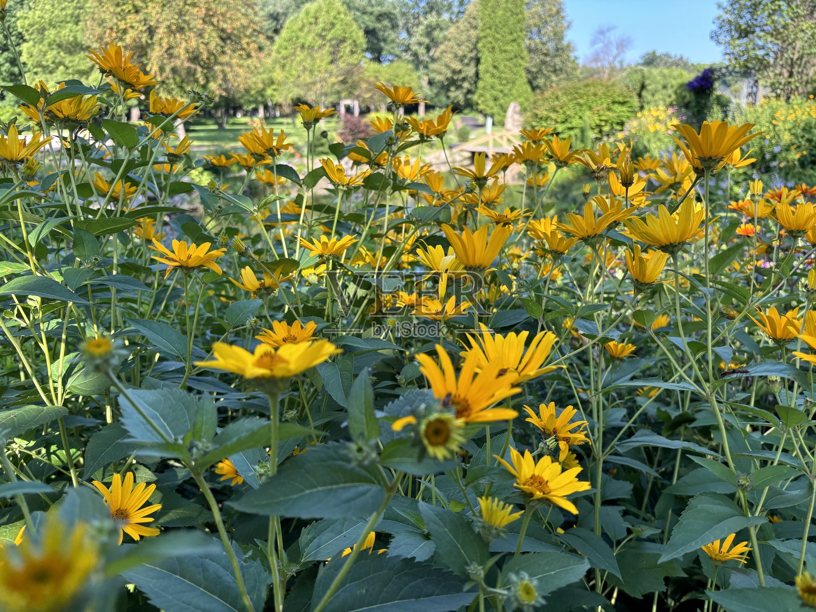花园中盛开的假向日葵，背景是绿色的树木照片摄影图片