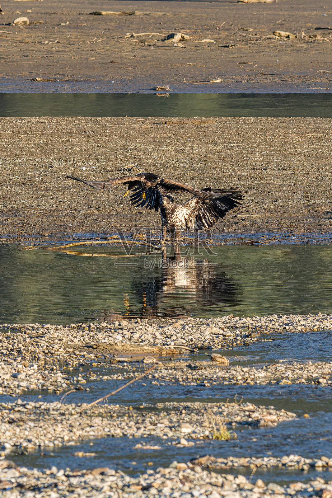 老鹰争夺猎物照片摄影图片