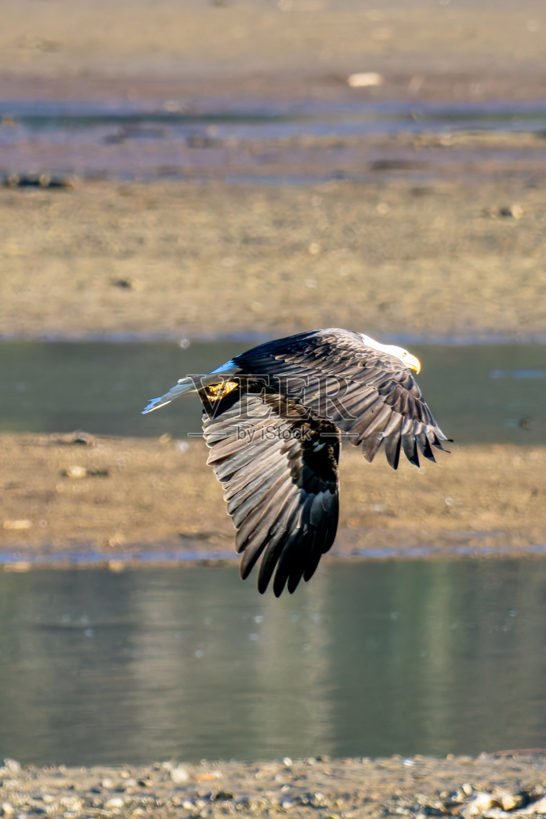 鹰观景点照片摄影图片