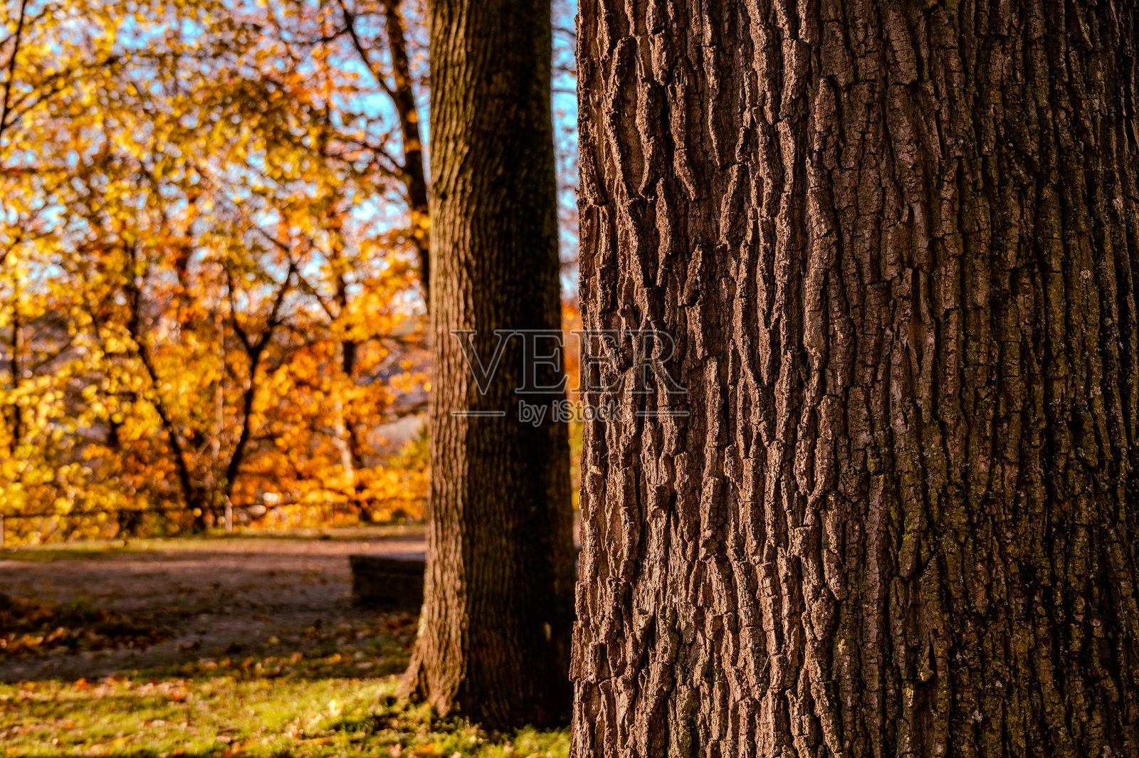 公园里树干的特写镜头照片摄影图片