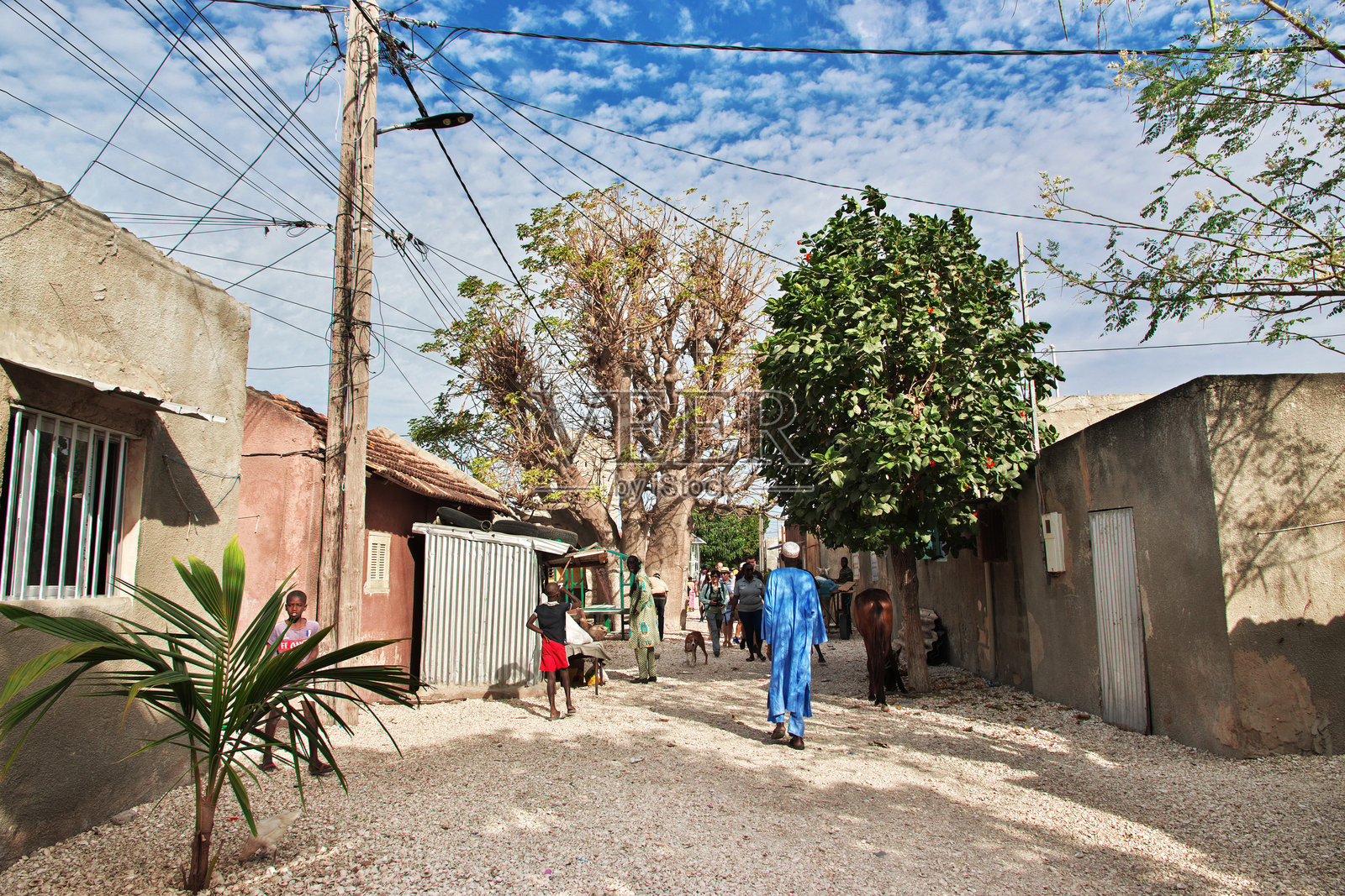 塞内加尔法迪乌斯岛村庄里的猴面包树照片摄影图片