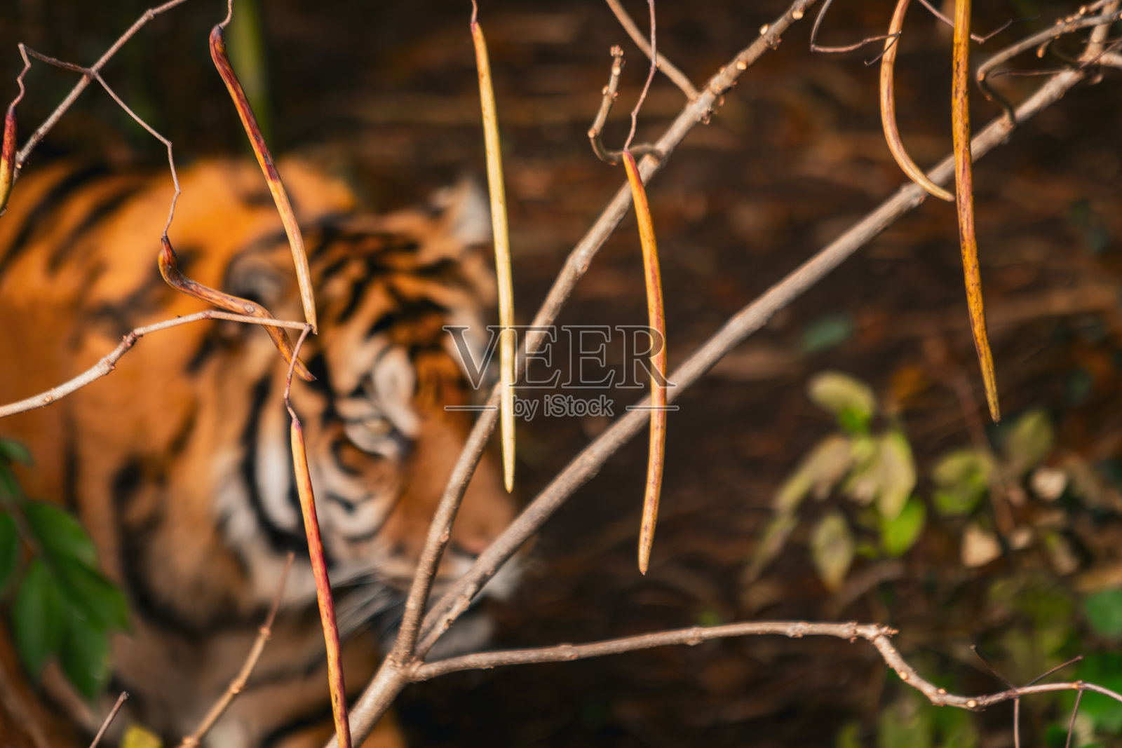 苏门答腊虎在野外 – 威严捕食者的凝视照片摄影图片