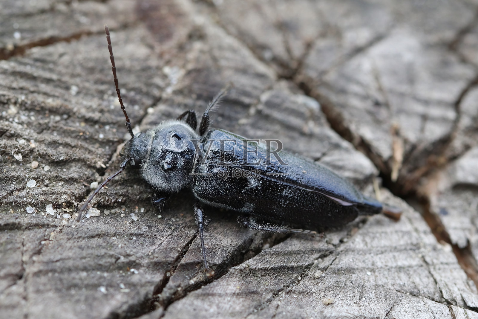老房子蛀虫（Hylotrupes bajulus）成虫栖息在木材上。木质房屋构件的危险害虫。照片摄影图片