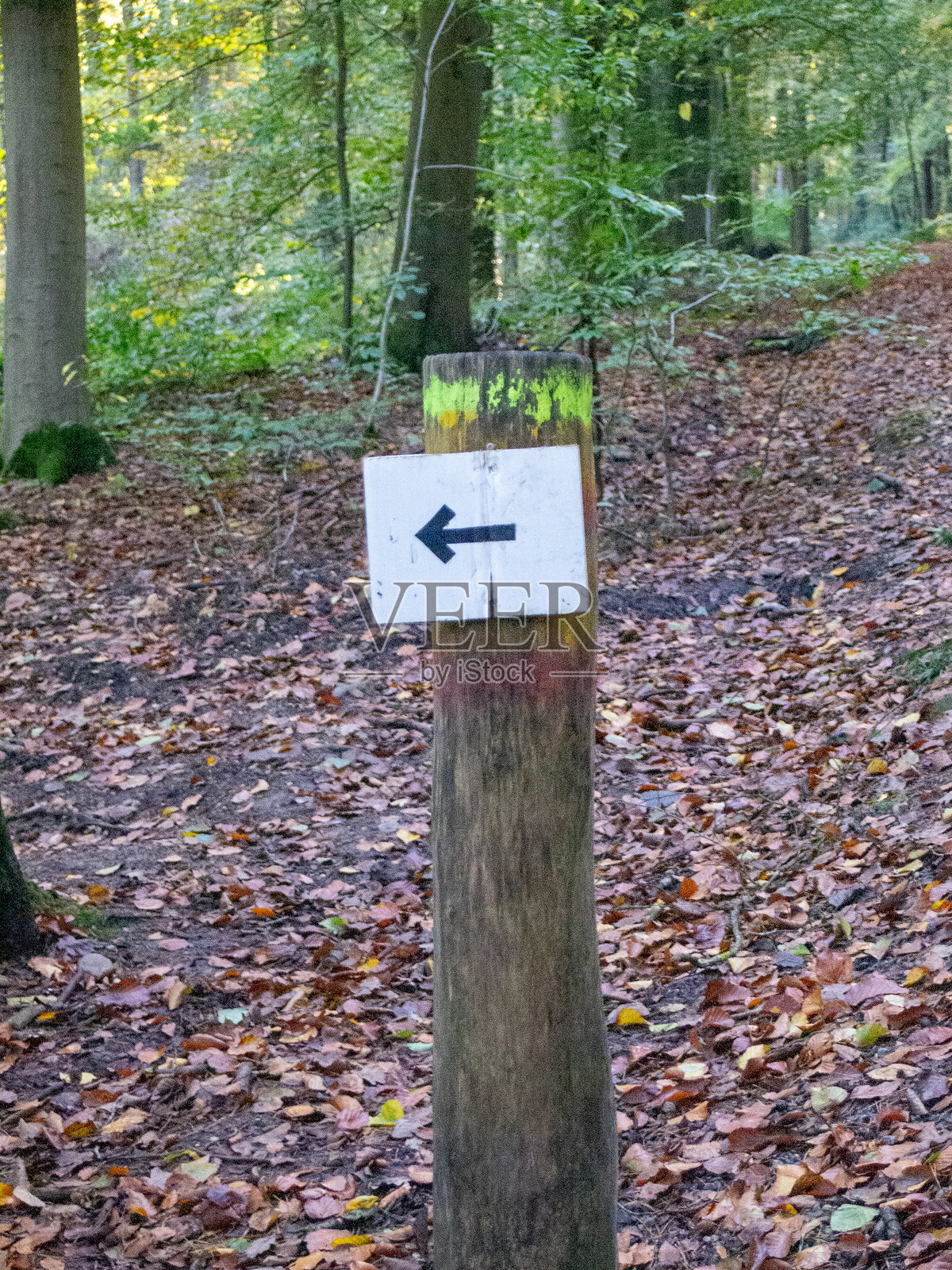 秋季晚夏的森林树木照片摄影图片