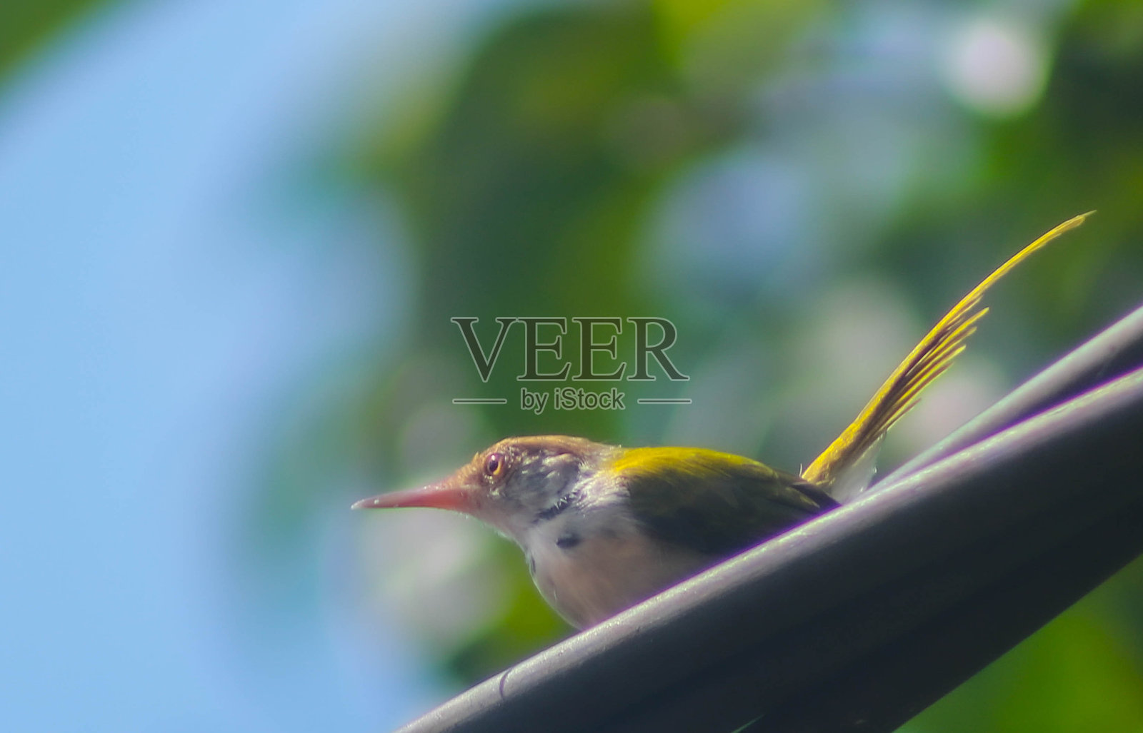 普通裁缝鸟照片摄影图片