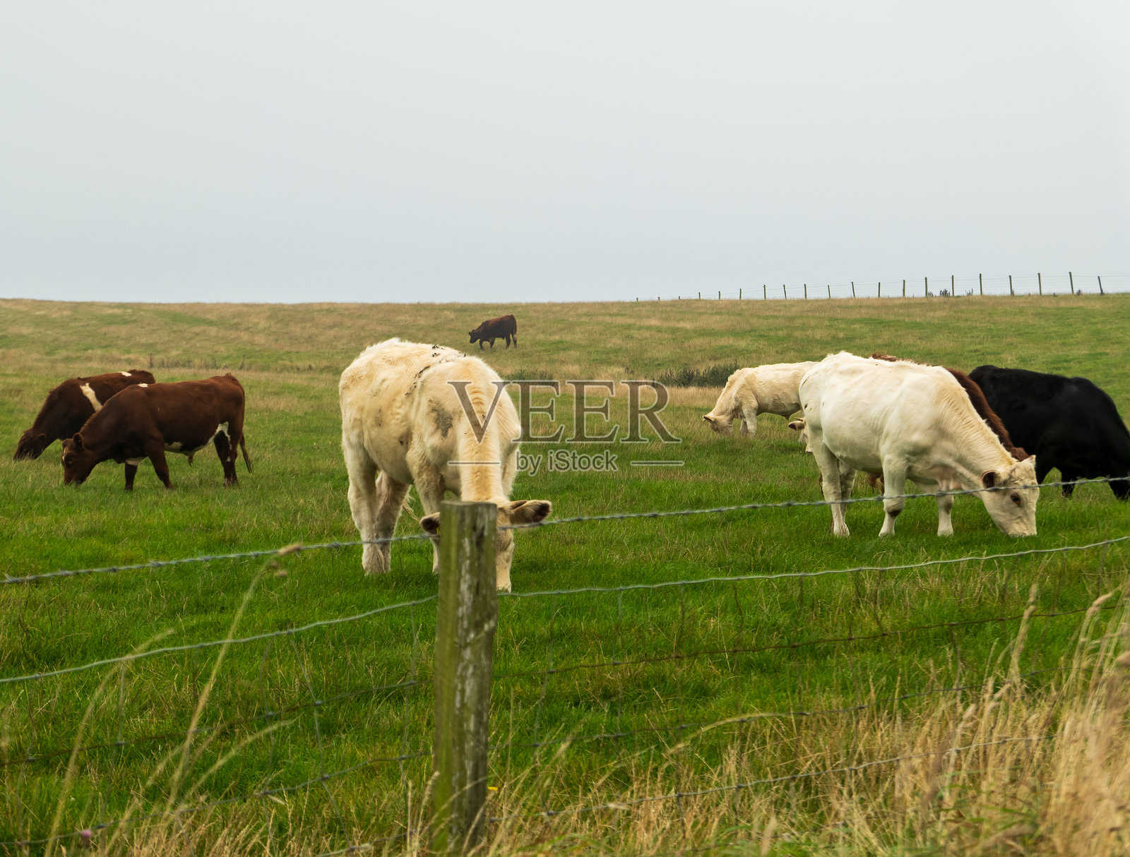 奶牛在田野中吃草照片摄影图片