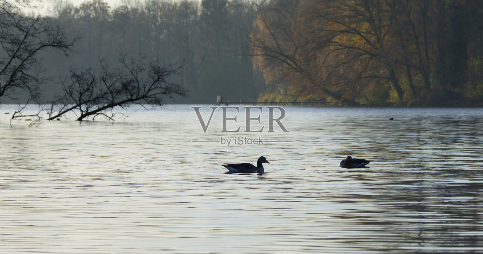 黎明时分的鹅，湖面上的水鸟剪影，池塘上的日出，黎明时的水鸟，宁静的湖泊风景，黎明时的湖泊风景，湖中的枯树，背景中的树叶照片摄影图片