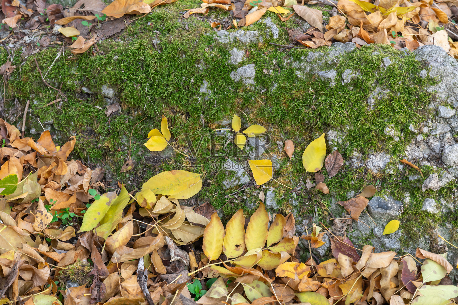 绿色苔藓纹理与秋天的黄色叶子在自然石头上。照片摄影图片