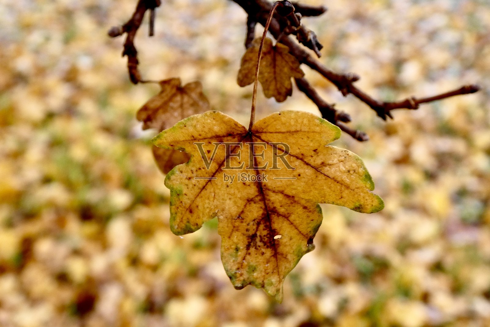秋天树叶的特写照片摄影图片