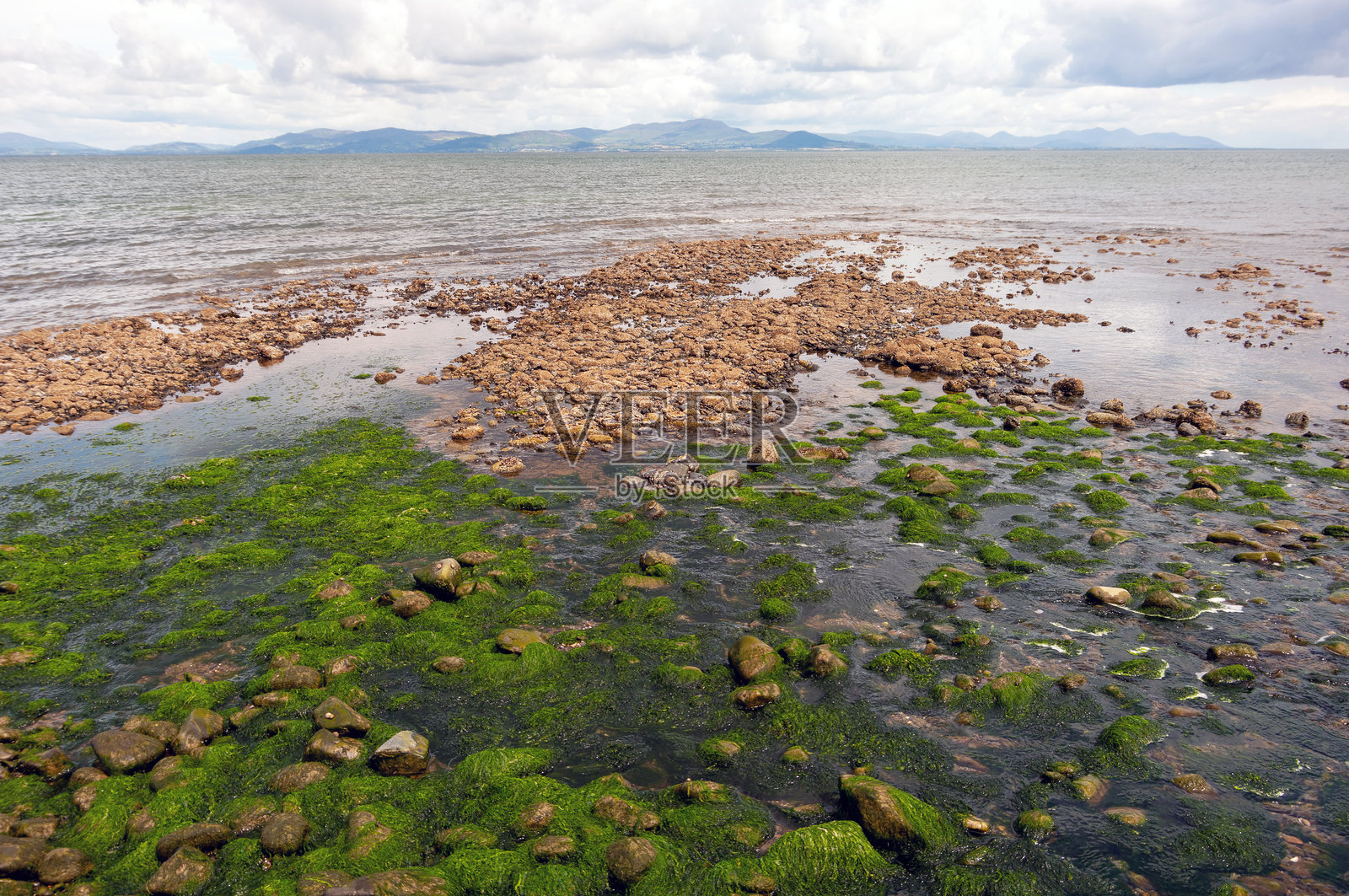 岩石海岸上长着绿色植物照片摄影图片