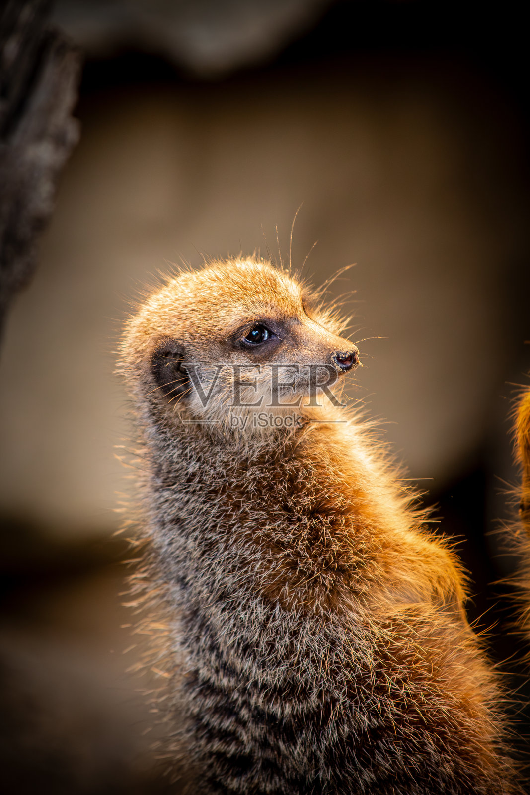 野外的狐獴特写照片摄影图片