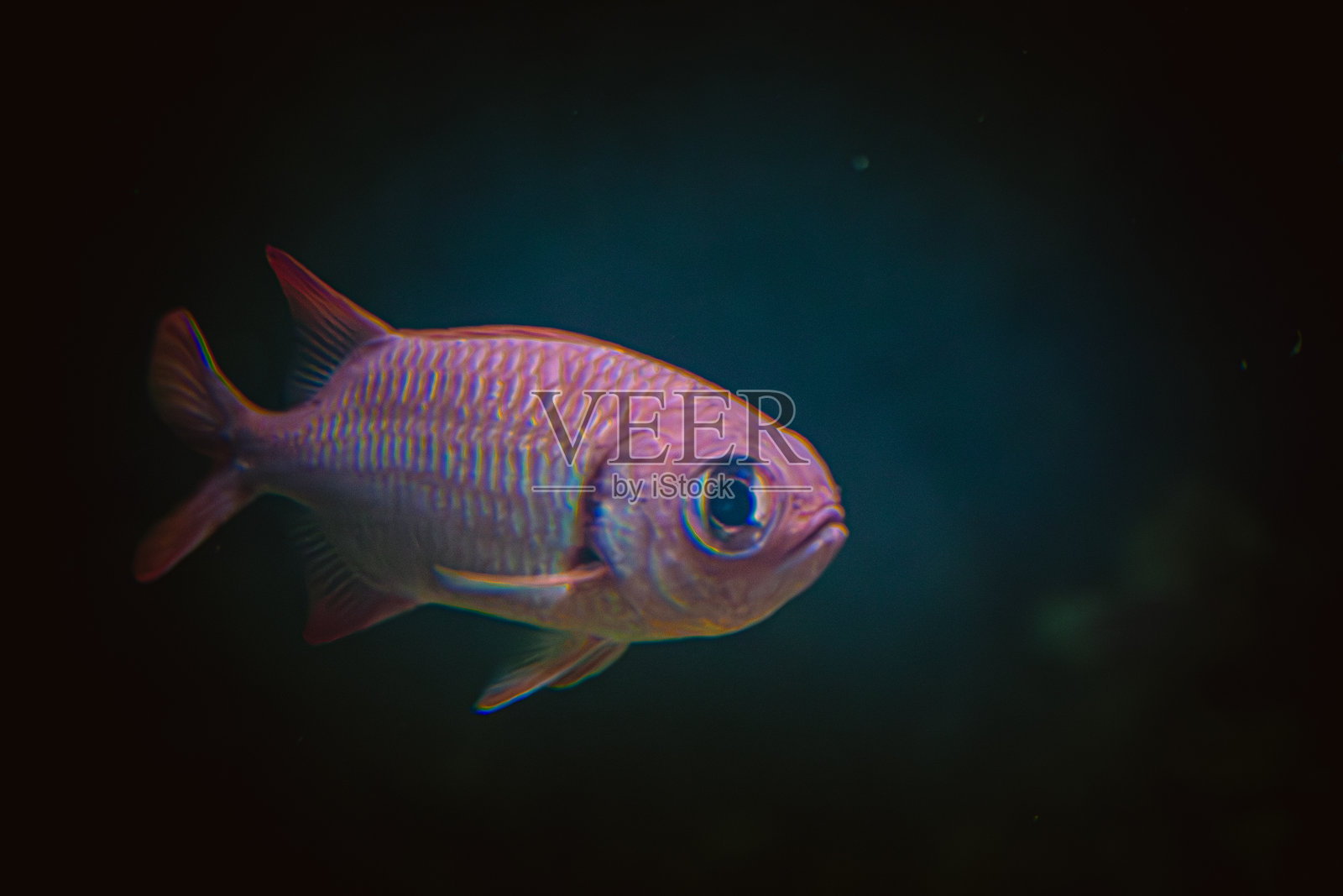 清水中的异国色彩斑斓的鱼照片摄影图片