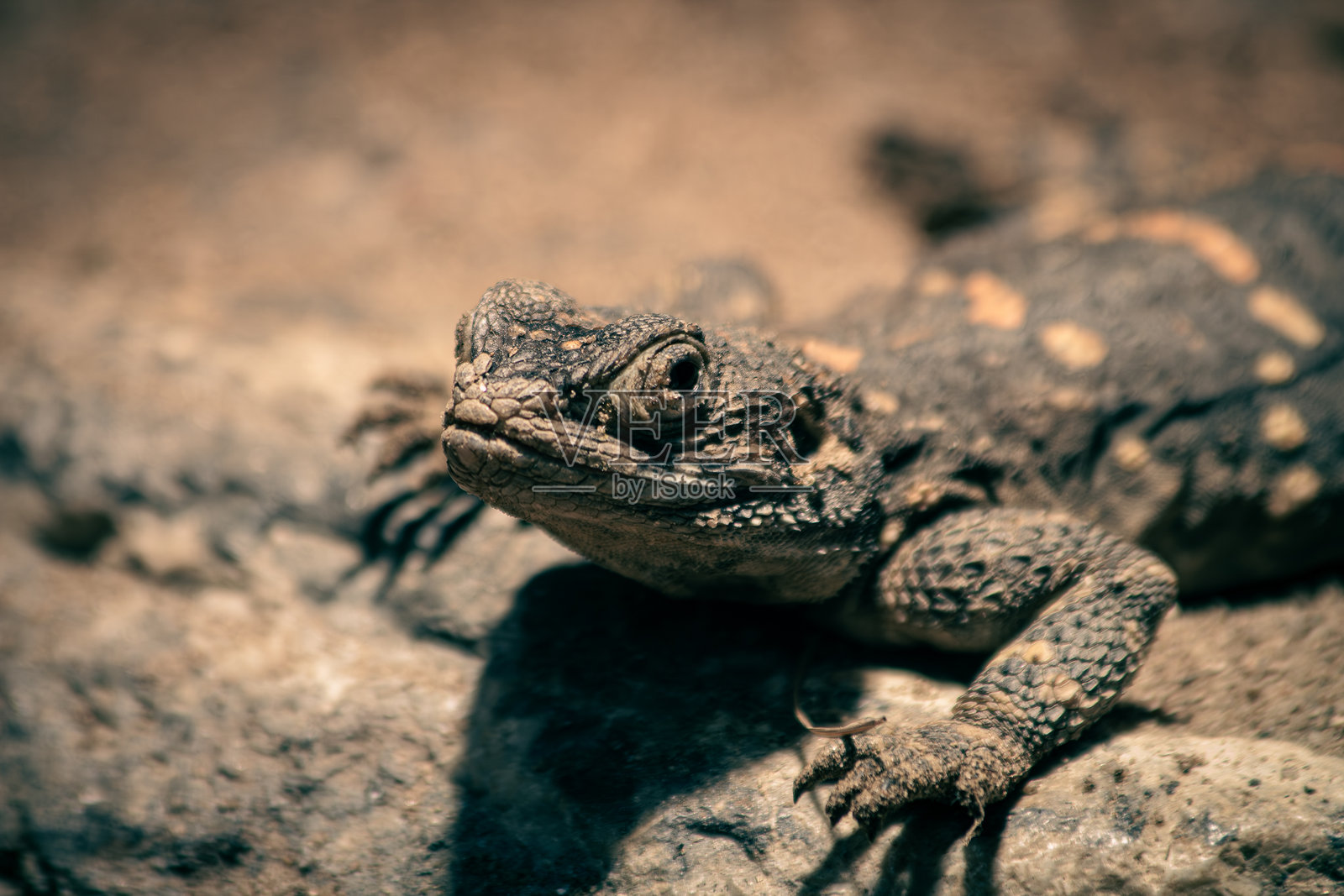 硬头蜥蜴在其自然栖息地的特写镜头照片摄影图片