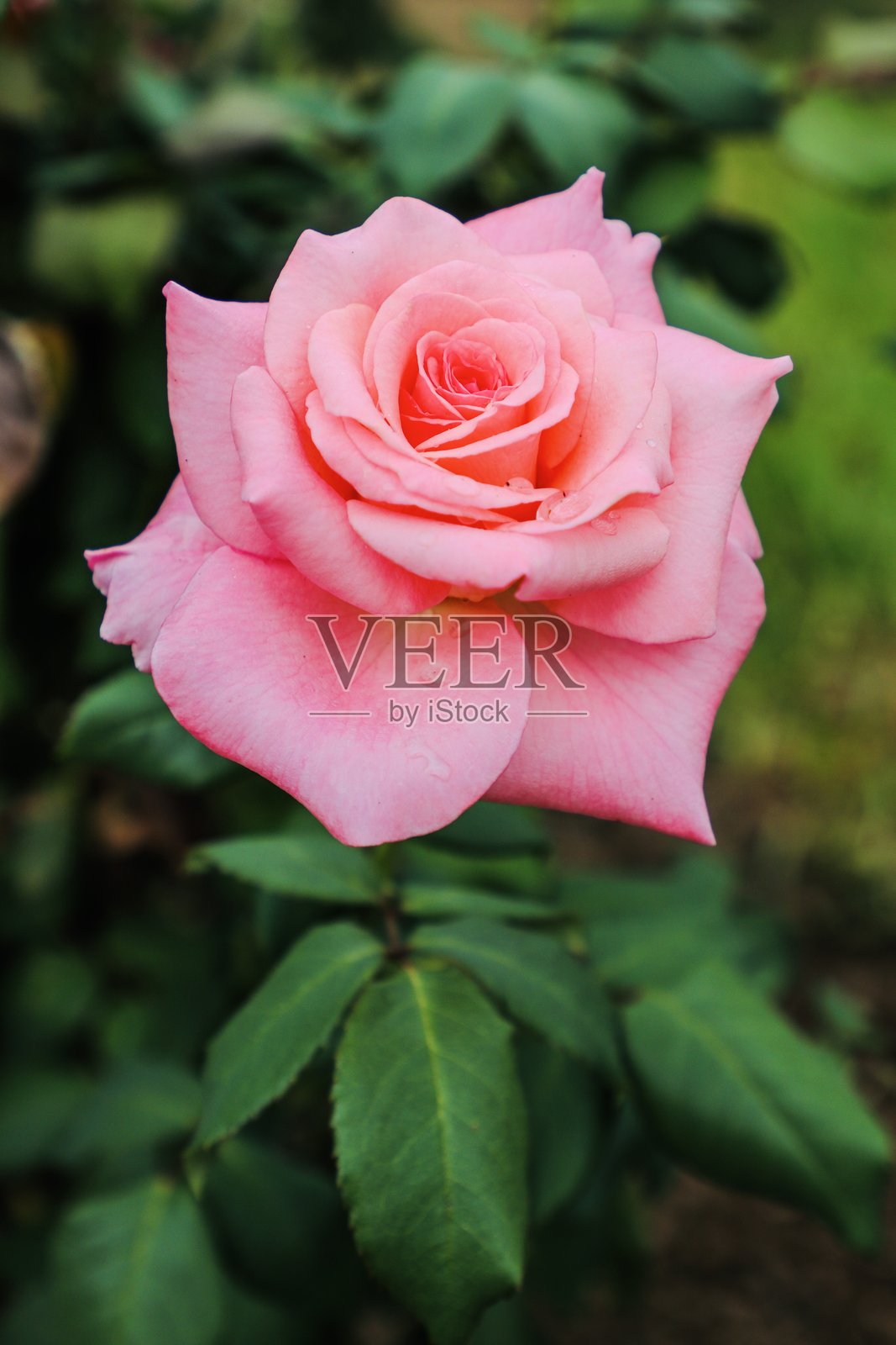 粉色玫瑰照片摄影图片