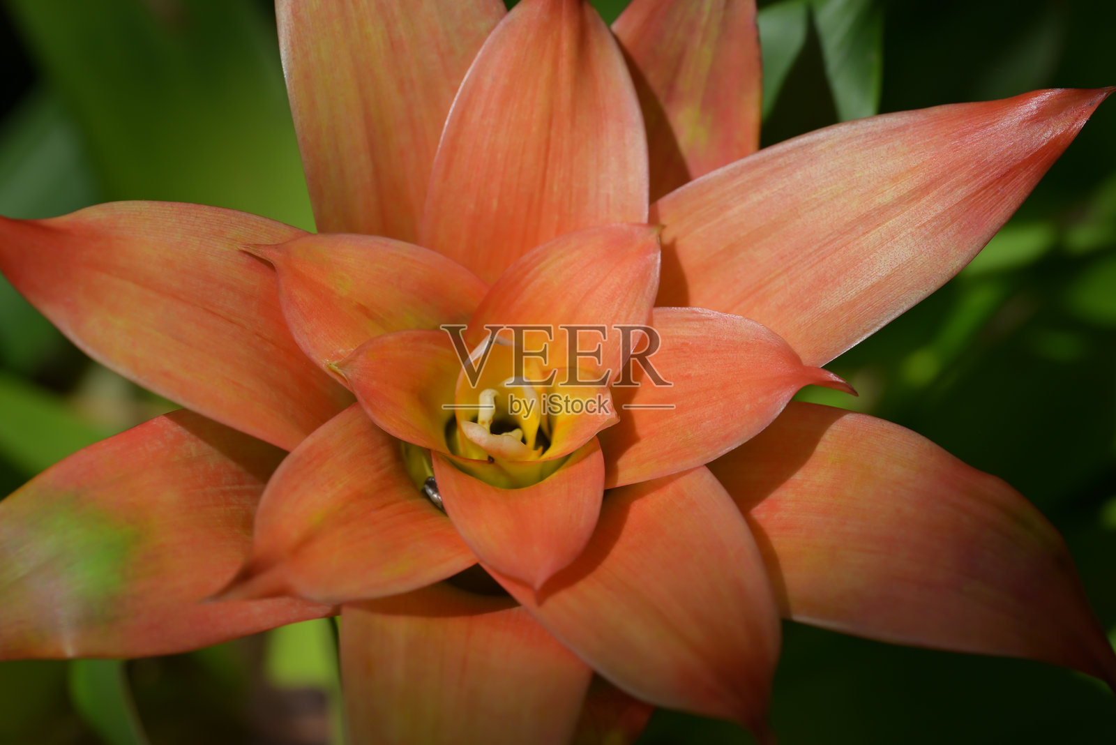 鲜艳的凤梨花特写，橙色和黄色交织。花朵的鲜明色彩在郁郁葱葱的绿色背景中格外突出。照片摄影图片