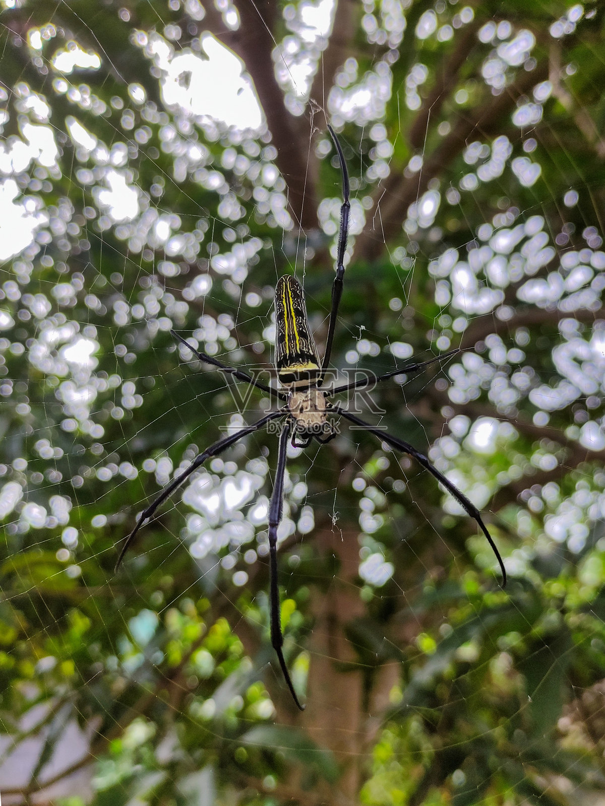 细致的丝绸蜘蛛在网中，背景模糊的叶子照片摄影图片