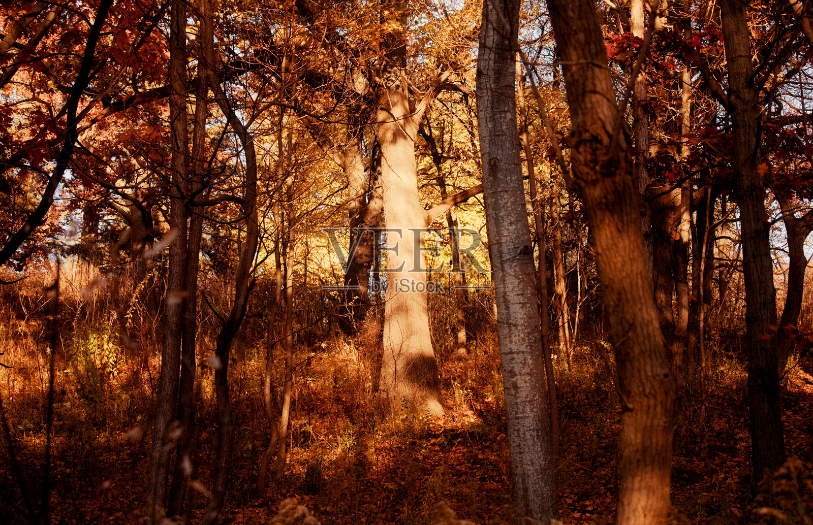 黄金时刻的树木照片摄影图片