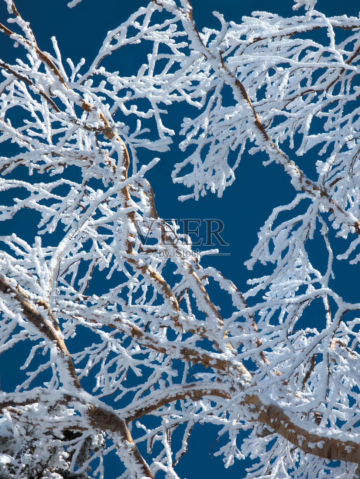 美丽的雪和冰覆盖的树木在阳光明媚、清新的冬日森林中照片摄影图片