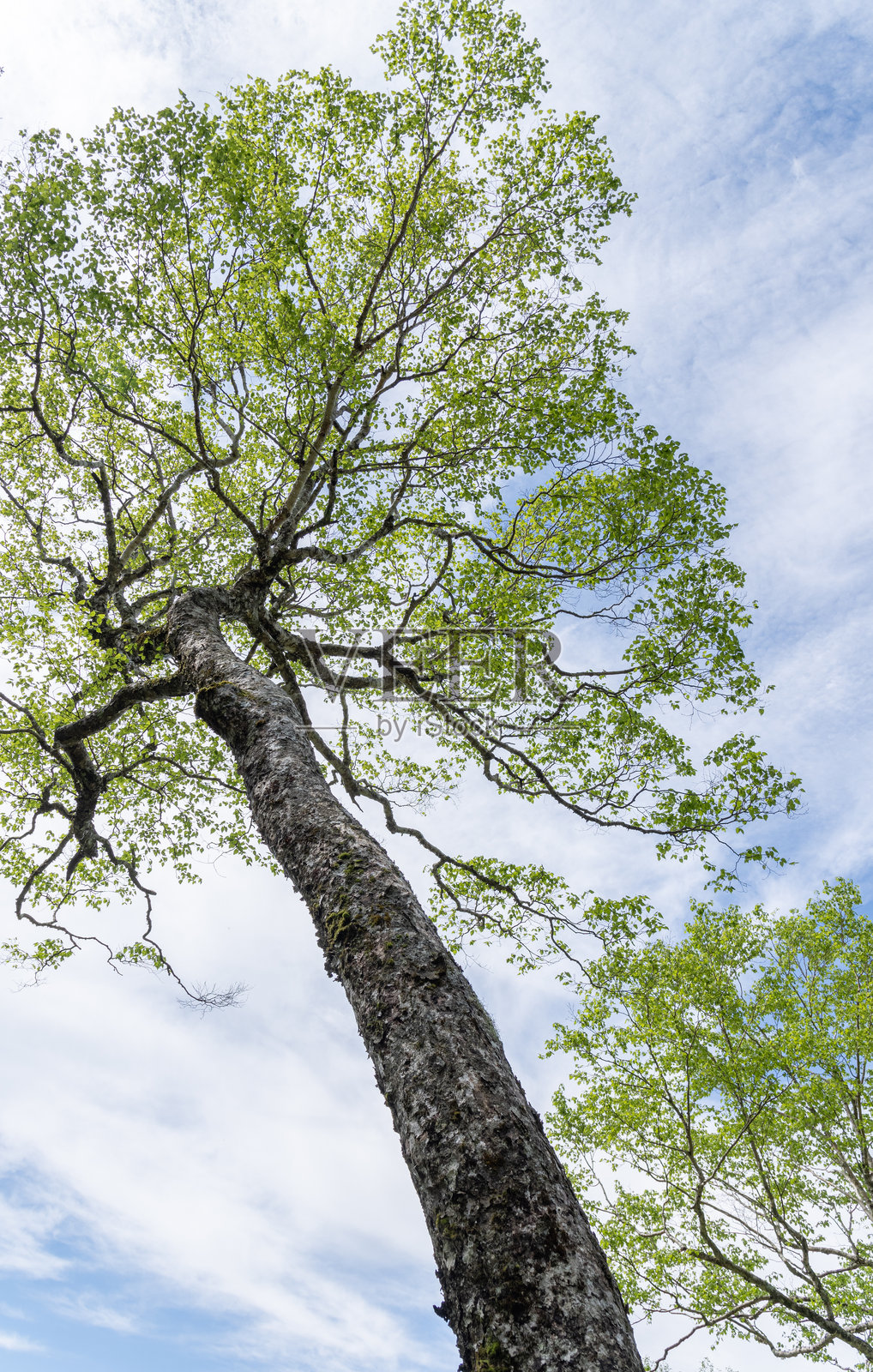 清新的绿树和美丽的蓝天照片摄影图片